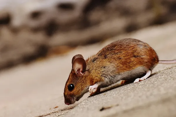Pest-Control-Burnham-On-Sea Drain Services Somerset