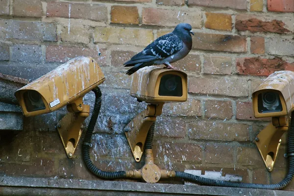 Bird-dropping-removal-somerset Bird-dropping-removal-somerset