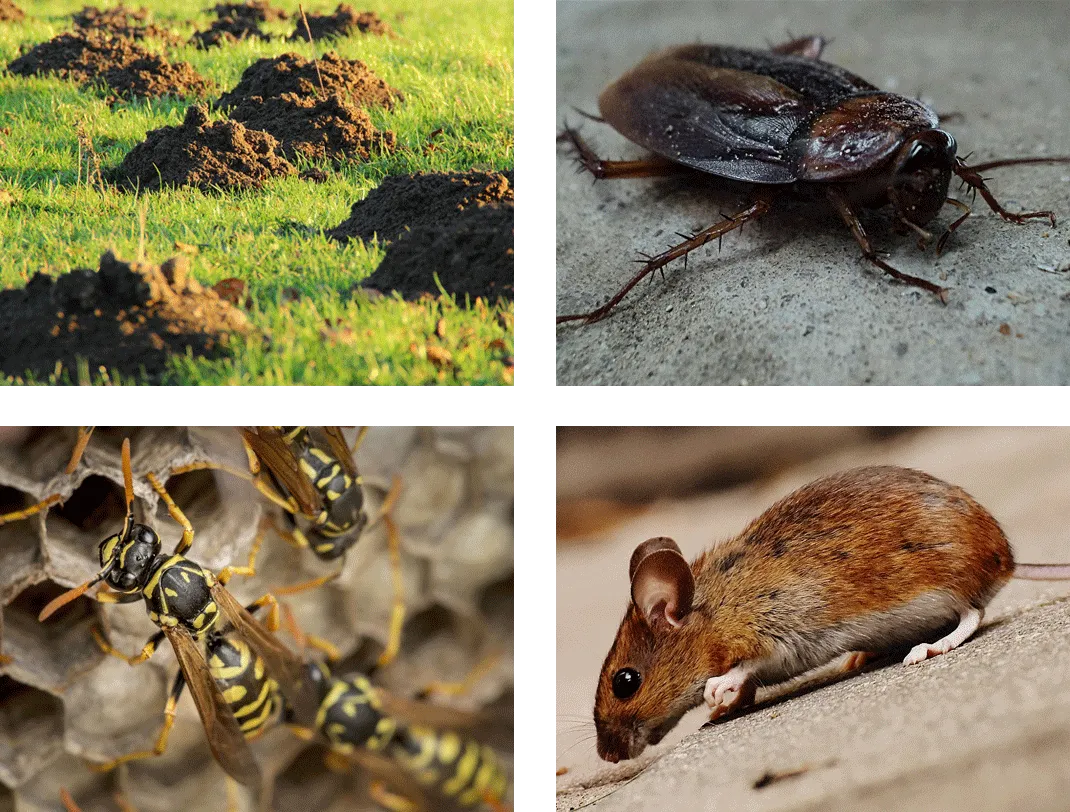 Pest Control South West